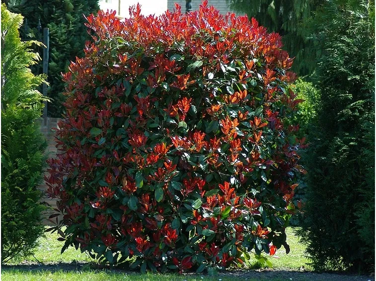 Photinia