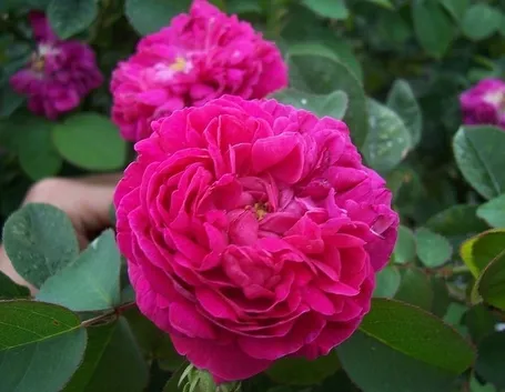 rosa da siepe