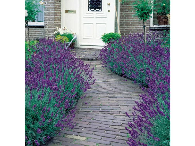 Siepe di lavanda