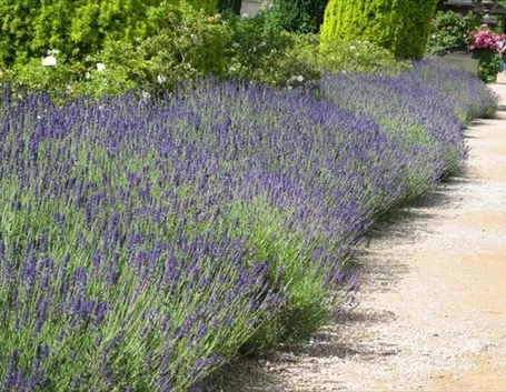 Siepe di lavanda