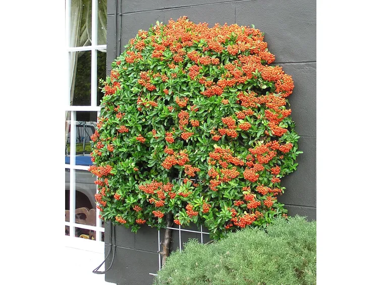 Tutore per piccola siepe di pyracantha