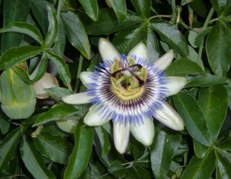 Siepe di passiflora