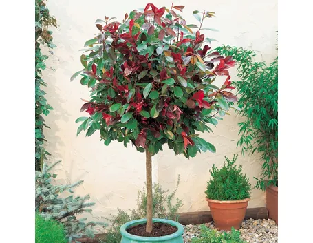 Albero singolo in vaso di Photinia Red Robin