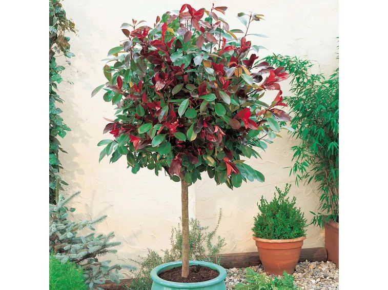 Albero singolo in vaso di Photinia Red Robin