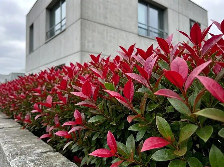 Siepe rossa di Photinia Red Robin