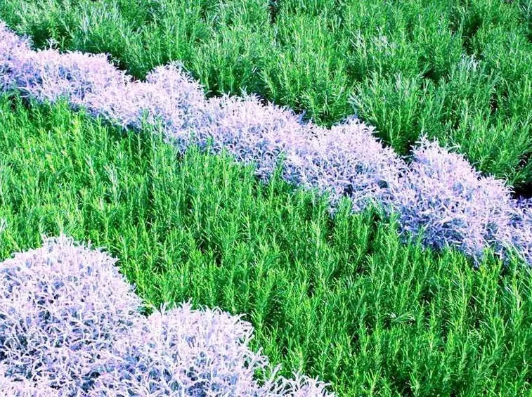 Siepi basse di piante aromatiche