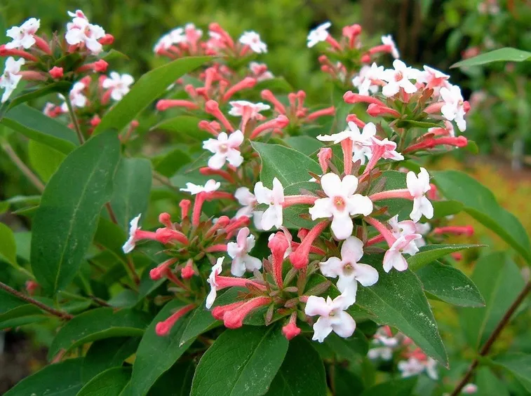 Fiore di abelia