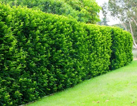 Le siepi da giardino sempreverdi proteggono la privacy