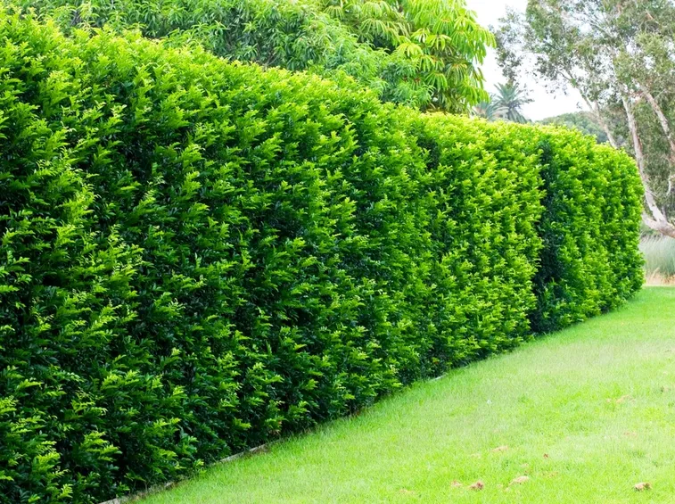 Le siepi da giardino sempreverdi proteggono la privacy