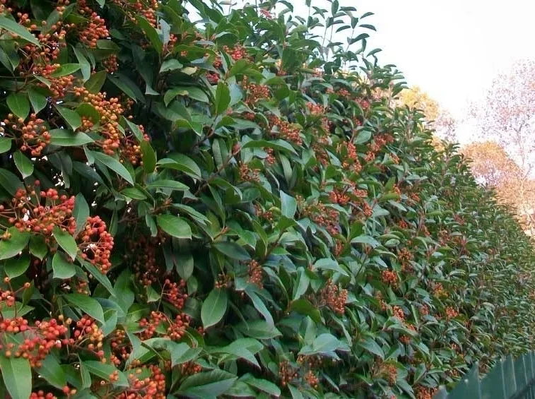 photinia siepe
