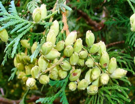 Ramo di Thuja - particolare con frutto