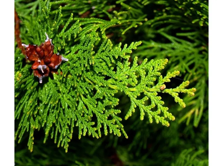Siepe a muro di Thuja