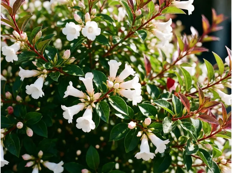 abelia grandiflora 