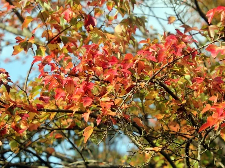 Acer buergerianum foglie