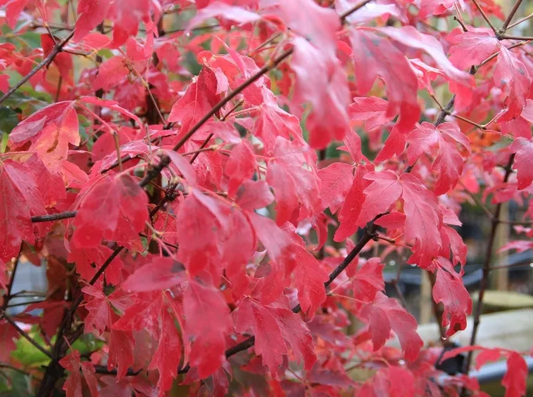 Acer griseum