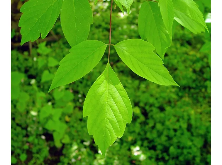 Acer negundo