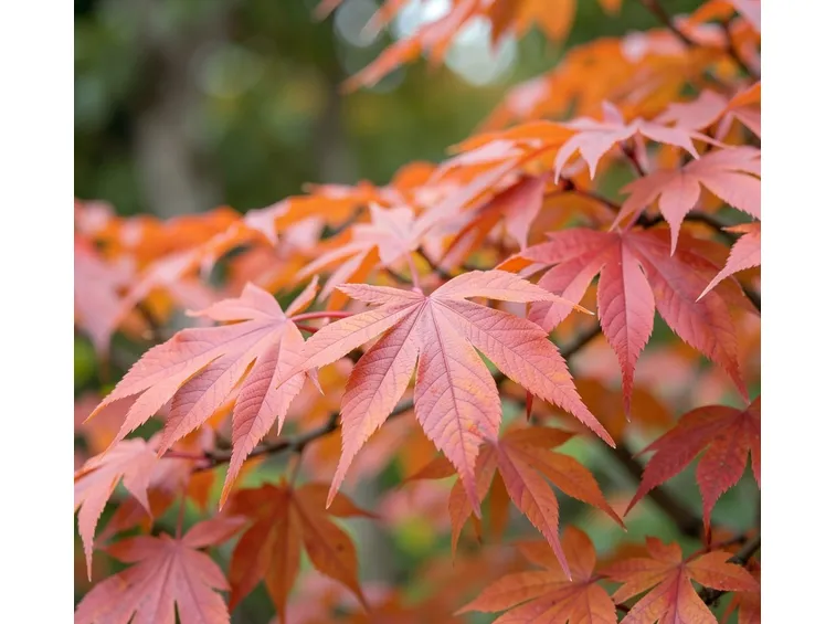 Acer palmatum