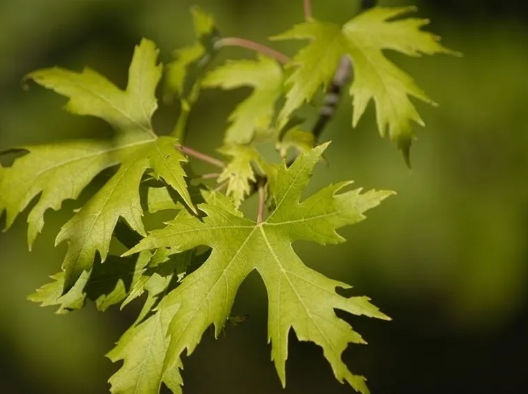 Acer saccharinum