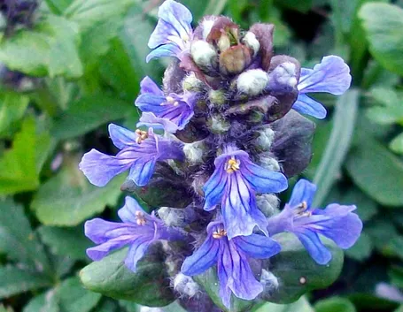 ajuga 