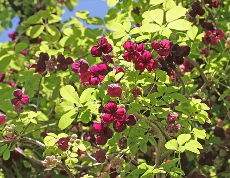 Akebia