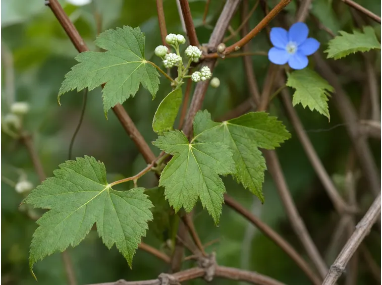 ampelopsis brevipedunculata