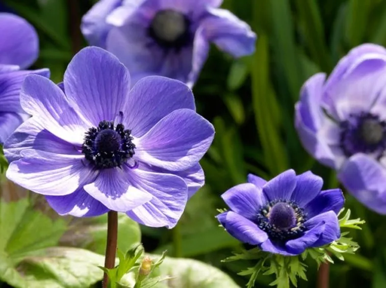 Anemone coronaria