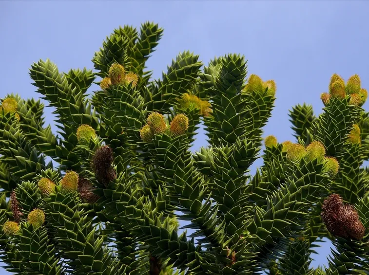 Araucaria araucana