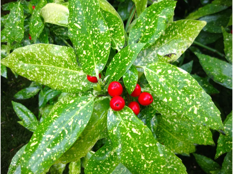 Aucuba variegata