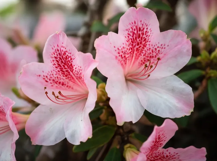 fiori azalea