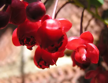berberidopsis