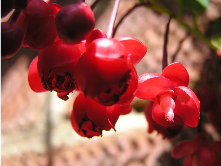 berberidopsis