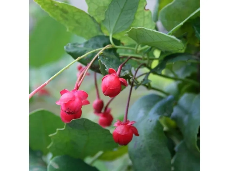 berberidopsis corallina