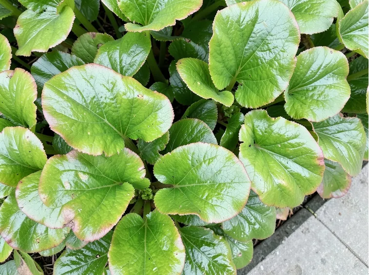 Bergenia 
