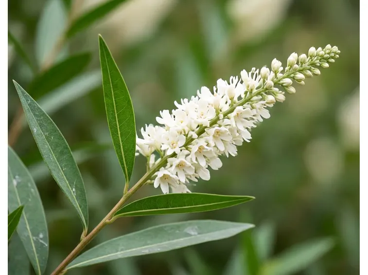 budleia asiatica