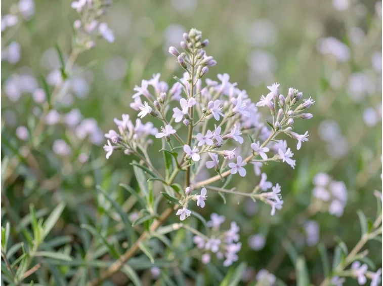 buddleia alternifolia