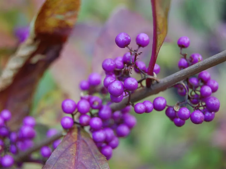 bacche callicarpa