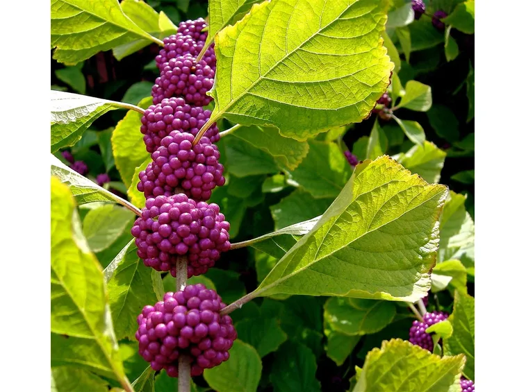 callicarpa