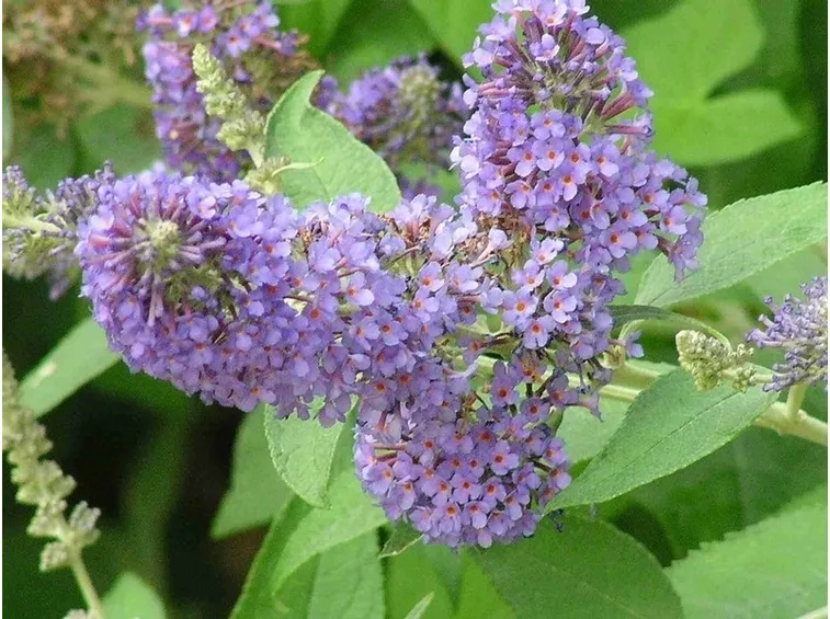 callicarpa fiori