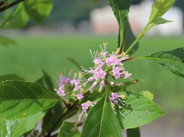 callicarpa fiori