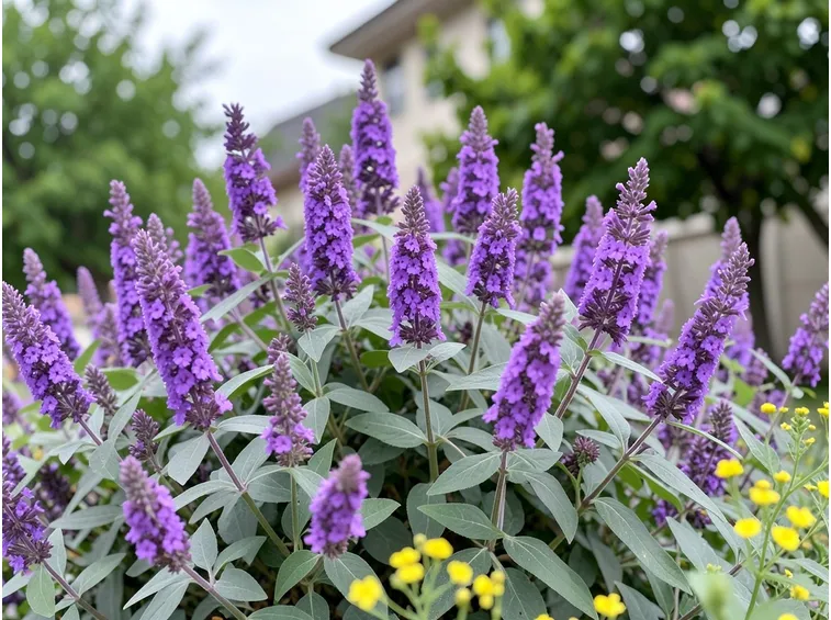 Caryopteris 