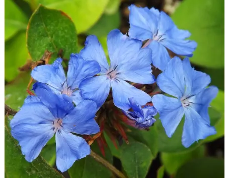 Ceratostigma 