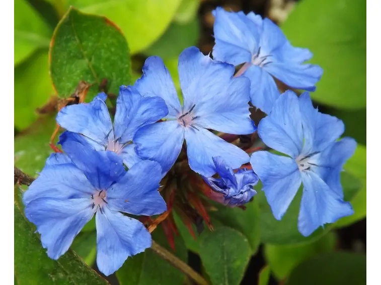Ceratostigma 
