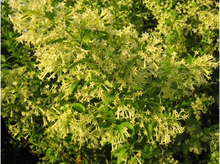 cestrum nocturnum 
