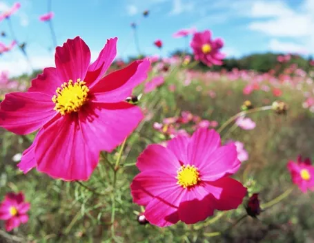 Cosmea