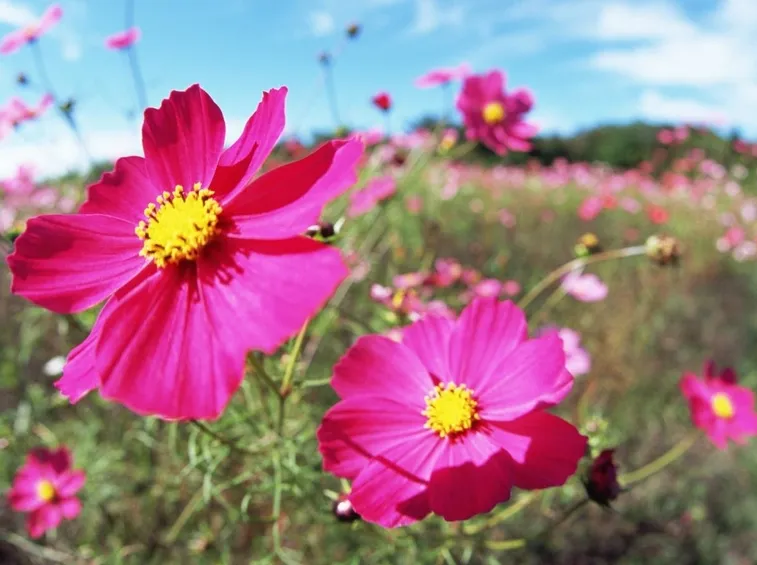 Cosmea