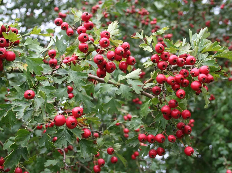 Crataegus_monogyna