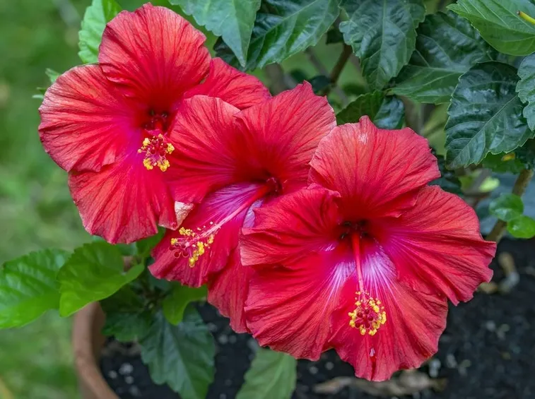 Ibisco