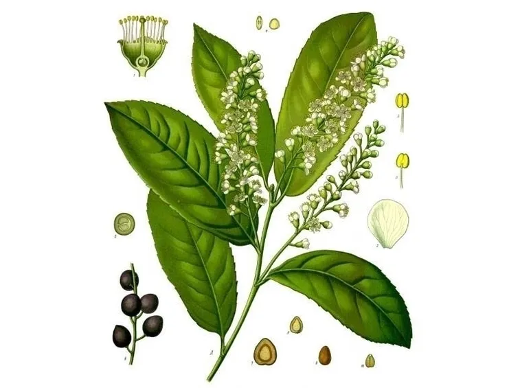 lauroceraso