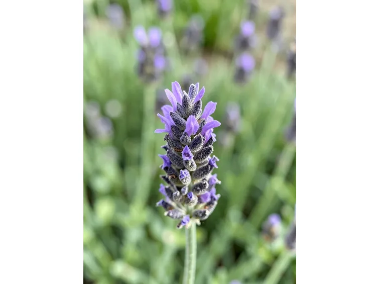 Potatura lavanda