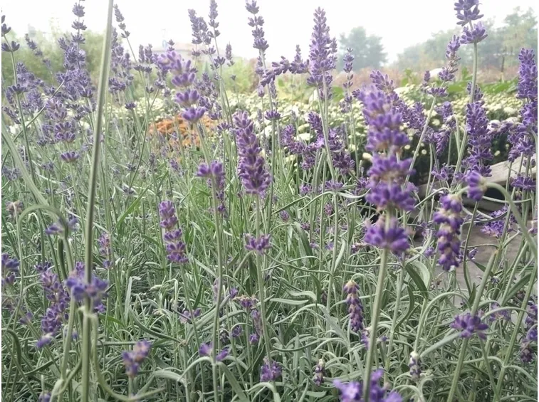 Lavanda Hidcote